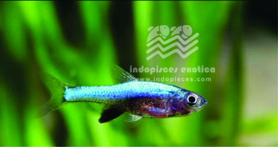 Rasbora Axelrodi